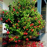 Quinta Do Portal Villa Bespeira