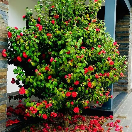 Quinta Do Portal 빌라 Bespeira